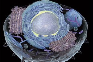 第5章 細胞の構造と機能