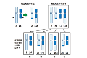 第13章 ヒトの遺伝，その多様性への理解